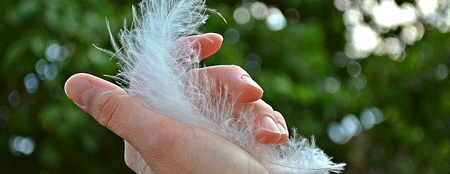 פגשת נוצה?! על נוצות ומלאכים – משמעות הנוצות השונות